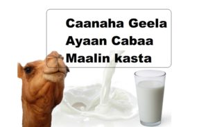 Caanaha Geela Ayaan Cabaa Maalin kasta