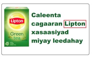 Caleenta cagaaran Lipton xasaasiyad miyay leedahay