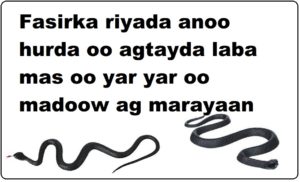 Fasirka riyada anoo hurda oo agtayda laba mas oo yar yar oo madoow ag marayaan