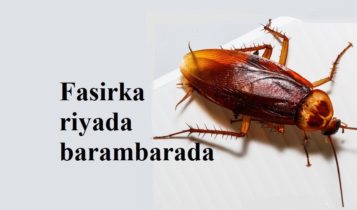 Fasirka riyada barambarada