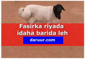 Fasirka riyada idaha barida leh