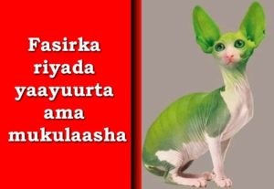 Fasirka riyada yaayuurta ama mukulaasha