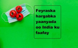 Feyraska hargabka yaanyada oo India ku faafay