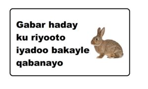 Gabar haday ku riyooto iyadoo bakayle qabanayo