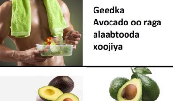 Geedka Avocado oo raga alaabtooda xoojiya