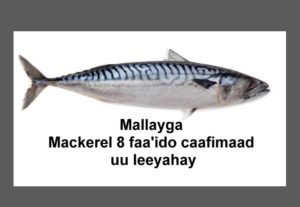 Mallayga Mackerel 8 faa'ido caafimaad uu leeyahay