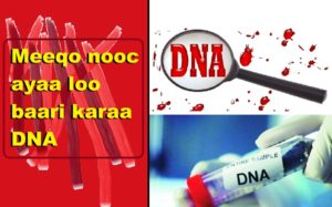 Meeqo nooc ayaa loo baari karaa DNA