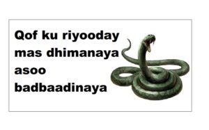 Qof ku riyooday mas dhimanaya asoo badbaadinaya