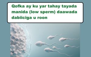 Qofka ay ku yar tahay tayada manida (low sperm) daawada dabiiciga u roon