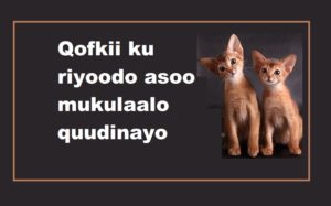 Qofkii ku riyoodo asoo mukulaalo quudinayo