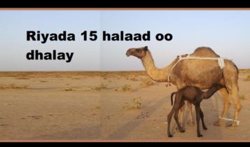 Riyada 15 halaad oo dhalay