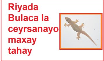 Riyada Bulaca la ceyrsanayo maxay tahay