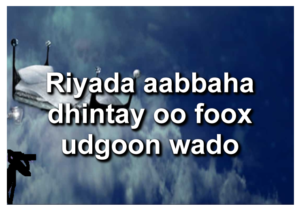 Riyada aabbaha dhintay oo foox udgoon wado