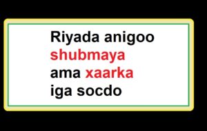 Riyada anigoo shubmaya ama xaarka iga socdo