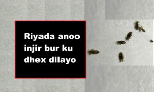 Riyada anoo injir bur ku dhex dilayo