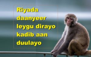 Riyada daanyeer leygu dirayo kadib aan duulayo