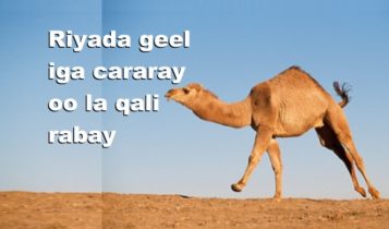 Riyada geel iga cararay oo la qali rabay