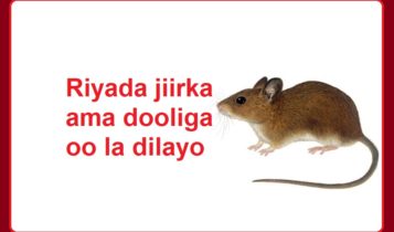 Riyada jiirka ama dooliga oo la dilayo 