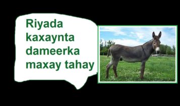 Riyada kaxaynta dameerka maxay tahay