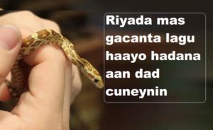 Riyada mas gacanta lagu haayo hadana aan dad cuneynin