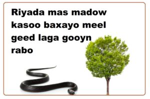 Riyada mas madow kasoo baxayo meel geed laga gooyn rabo