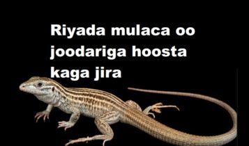 Riyada mulaca oo joodariga hoosta kaga jira