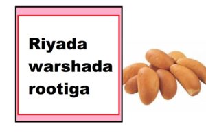 Riyada warshada rootiga