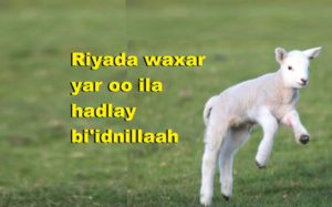 Riyada waxar yar oo ila hadlay bi'idnillaah