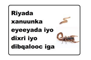 Riyada xanuunka eyeeyada iyo dixri iyo dibqalooc iga soo daadanaya