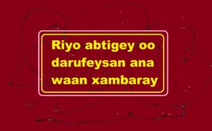 Riyo abtigey oo darufeysan ana waan xambaray