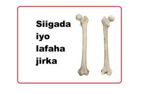 Siigada iyo lafaha jirka