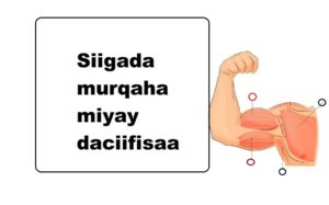 Siigada murqaha miyay daciifisaa