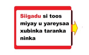 Siigadu si toos miyay u yareysaa xubinka taranka ninka