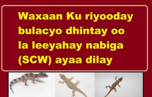 Waxaan Ku riyooday bulacyo dhintay oo la leeyahay nabiga (SCW) ayaa dilay