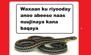 Waxaan ku riyooday anoo abeeso naas nuujinaya kana baqaya