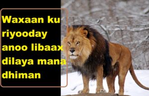 Waxaan ku riyooday anoo libaax dilaya mana dhiman