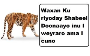 Waxan Ku riyoday Shabeel Doonaayo inu I weyraro ama I cuno