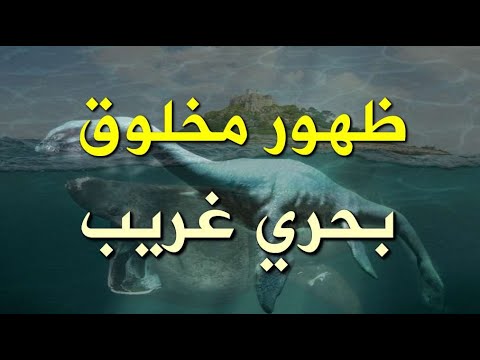 ظهور مخلوق بحري غريب على أحد الشواطئ في جورجيا