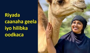 Riyada caanaha geela iyo hilibka oodkaca Riyada caanaha geela iyo hilibka oodkaca