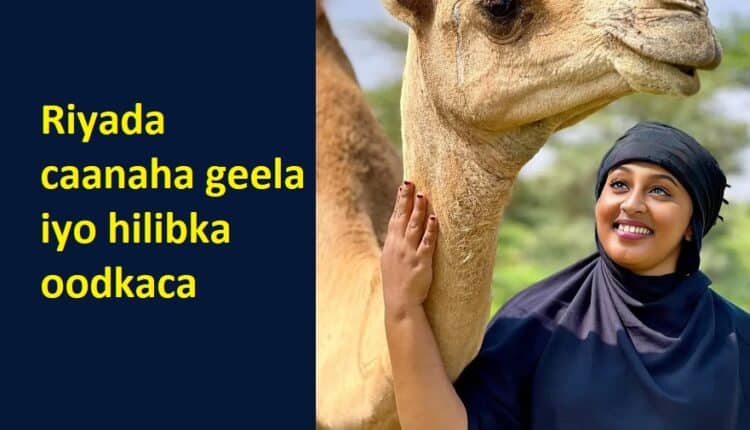 Riyada caanaha geela iyo hilibka oodkaca