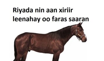 Riyada nin aan xiriir leenahay oo faras saaran Riyada nin aan xiriir leenahay oo faras saaran