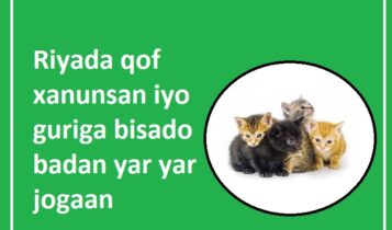 Riyada qof xanunsan iyo guriga bisado badan yar yar jogaan Riyada qof xanunsan iyo guriga bisado badan yar yar jogaan