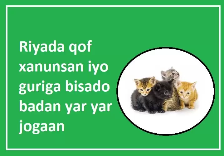Riyada qof xanunsan iyo guriga bisado badan yar yar jogaan