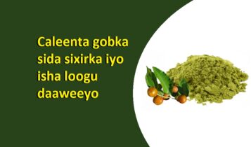 Caleenta gobka sida sixirka iyo isha loogu daaweeyo Caleenta gobka sida sixirka iyo isha loogu daaweeyo
