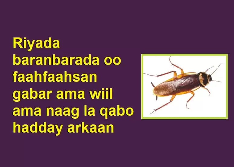 Riyada baranbarada oo faahfaahsan gabar ama wiil ama naag la qabo hadday arkaan