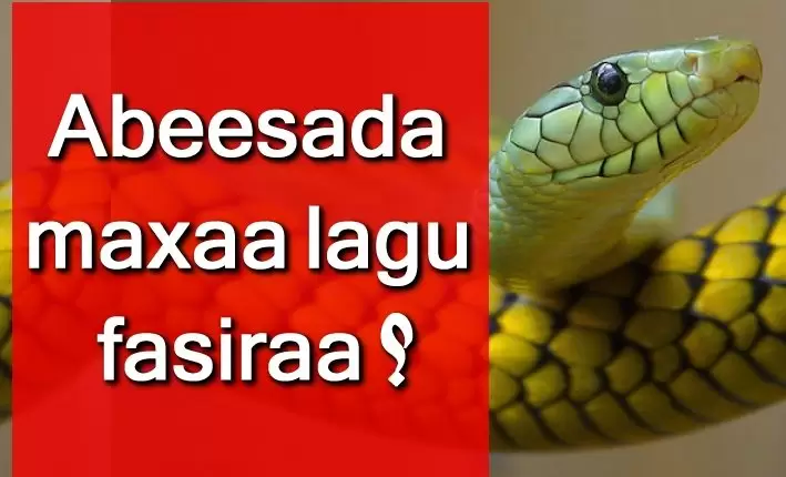 Abeesada maxaa lagu fasiraa haddaan ku riyoodo