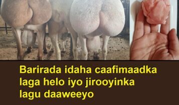 Barirada idaha caafimaadka laga helo iyo jirooyinka lagu daaweeyo