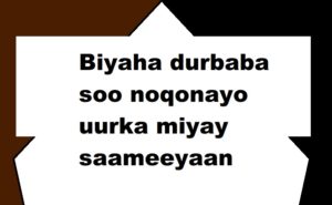 Biyaha durbaba soo noqonayo uurka miyay saameeyaan