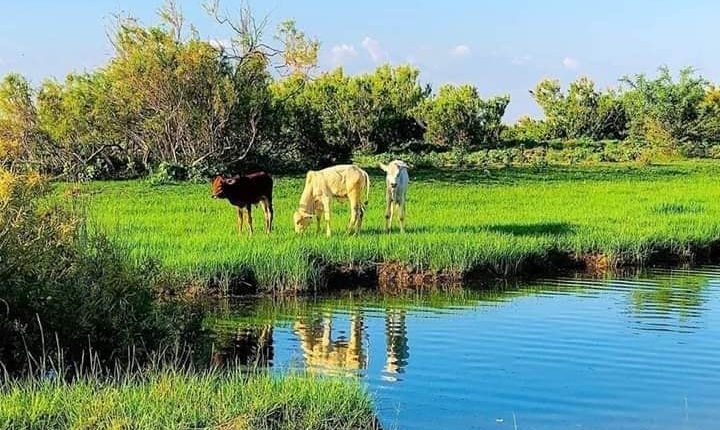 Biyaha iyo barwaaqada soomaali taalla