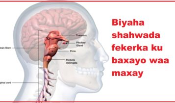 Biyaha shahwada fekerka ku baxayo waa maxay